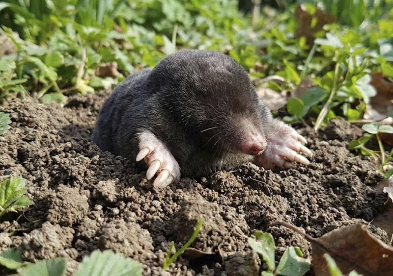 Vole & Gopher Control